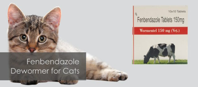 safeguard fenbendazole dosage for cats