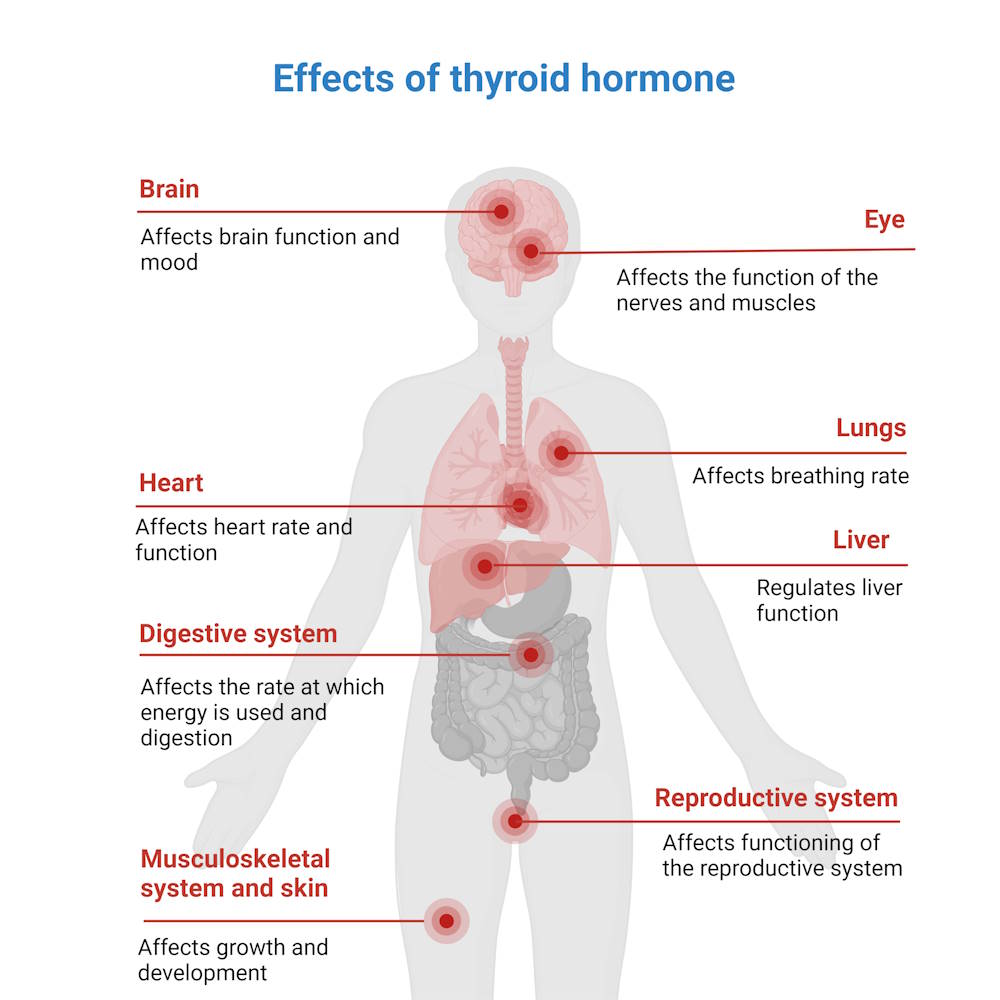 natural thyroid medication 
